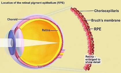 Diagram showing light passing through the membranes of the eye. Diagram expands out to show the different layers of the retina including RPE, Bruch’s membrane and choriocapillaris. 