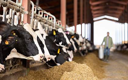 Black and white Holstein dairy cows sticking their heads through a stall fence and eating hay while a farmer carries a jug of milk in the background.