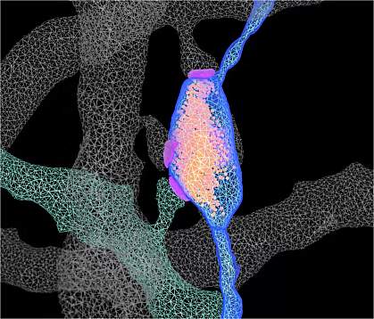 A computer-generated 3D image of orange and purple strands forming a rectangular prism around a synapse. 
