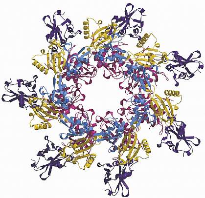 graphic of an Anthrax toxin