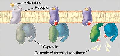 Hormones bind to receptors on the surface of cells, causing a cascade of chemical reactions inside the cell