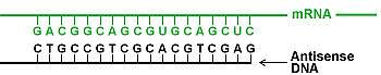 graphic of a gene