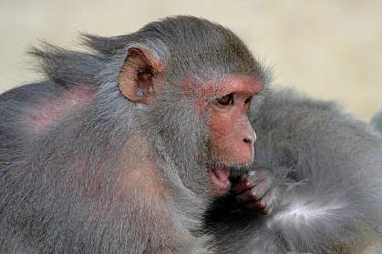 Photo of a rhesus monkey