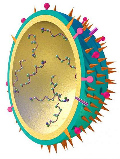 Influenza virus drawing