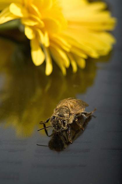 Newly emerged honey bee