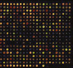 Image of DNA chip has dozens of multicolor spots