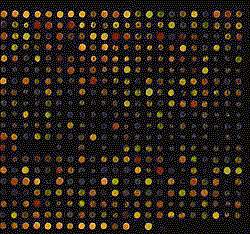Image of DNA chip has dozens of multicolor spots