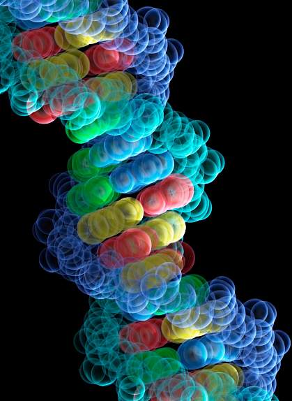 Molecular model of DNA
