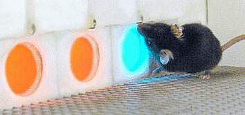 A row of one blue and two orange panels, with a mouse touching the blue panel