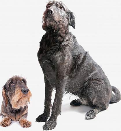Photo of two dogs 