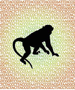 Silhouette of rhesus macaque on a background of the letters A, C, T, and G, which represent the chemical components of the genome