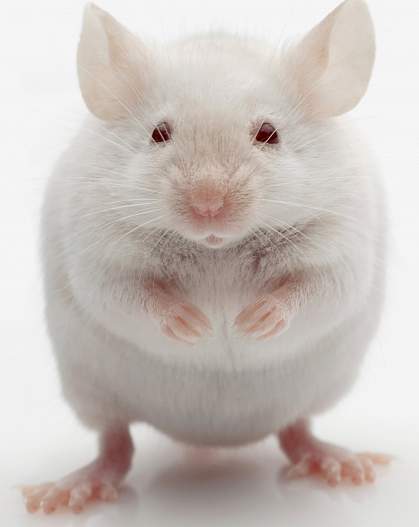 Photo of a white mouse