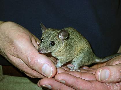 Small opossum cupped in two hands