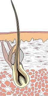 A single hair with its base in a bulbous follicle sticks up and out of the skin surface
