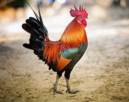 Photo of a red rooster