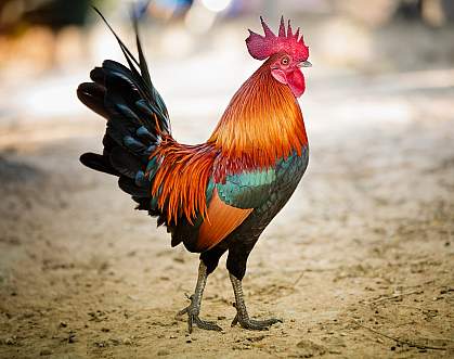 Photo of a red rooster