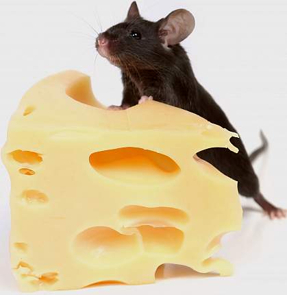 Picture of a mouse standing on a block of Swiss cheese