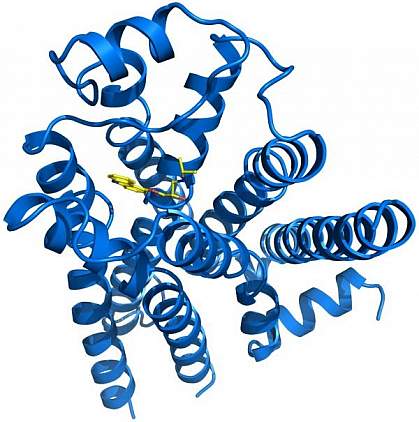 Three-dimensional model of protein