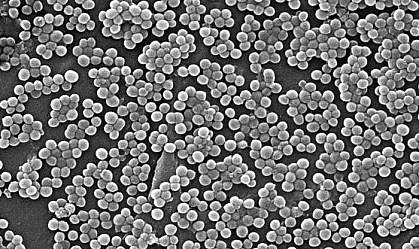 A microscopic photograph of Staphylococcus aureus