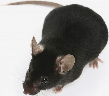 a photo of a mouse