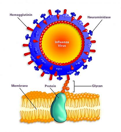 Illustration showing how viral hemagglutinin molecules on a round virus attach to a glycan on the cell surface