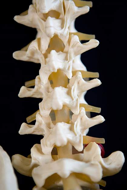 Photo of a model of a spine