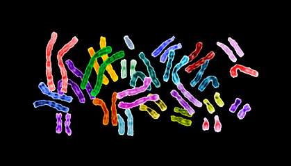 Image of brightly colored chromosomal pairs