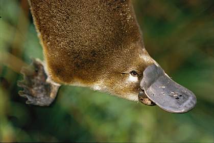 Photo of a platypus