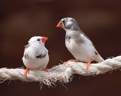 Photo of two zebra finches