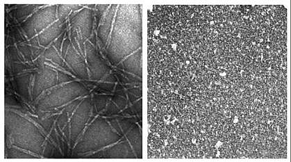 Panel on left shows network of long fibers.  Panel on right shows grainy material with no trace of fibers