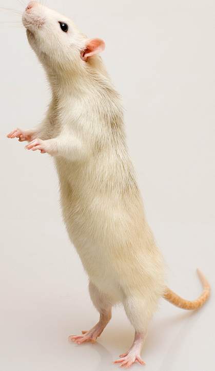 Photo of a rat