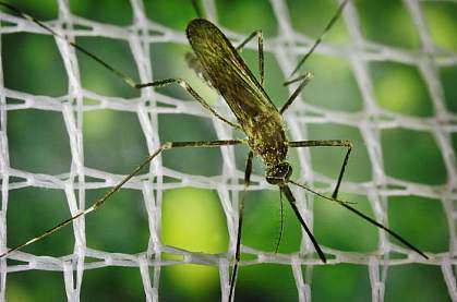 Photo of a mosquito