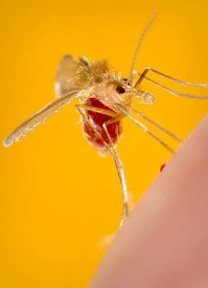 Photo of a sandfly