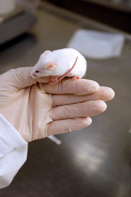 Phot of a white mouse