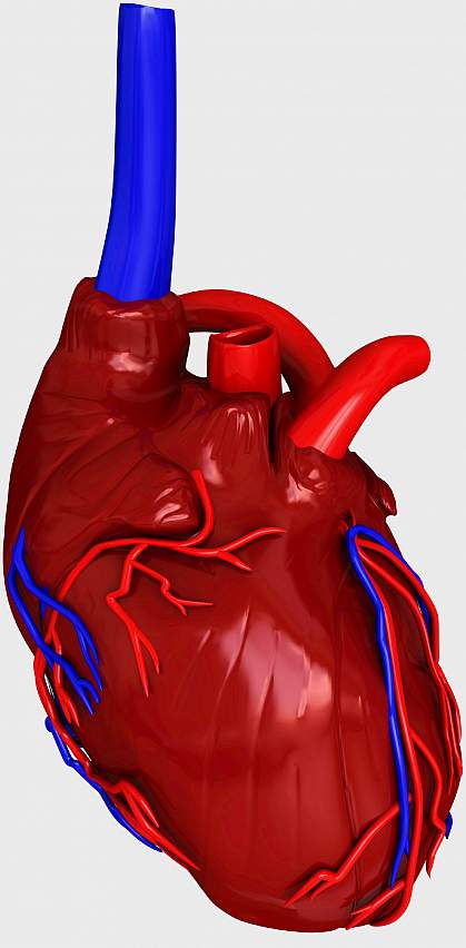 Illustration of a heart showing a grey damaged area