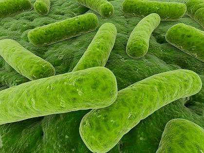 Scanning electron micrograph of microbes that may be found in the gut