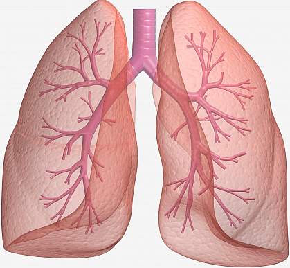 Illustration of human lungs