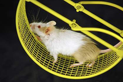 Photo of a mouse running on a wheel