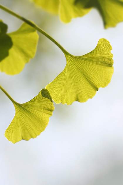 Photo of ginkgo leaves