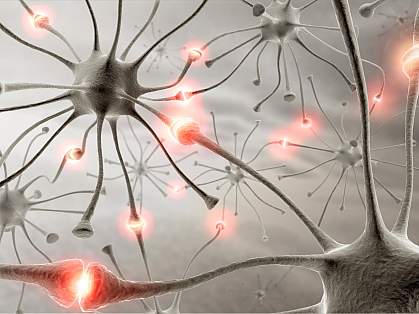 Three-dimensional rendering of neurons connecting to one another