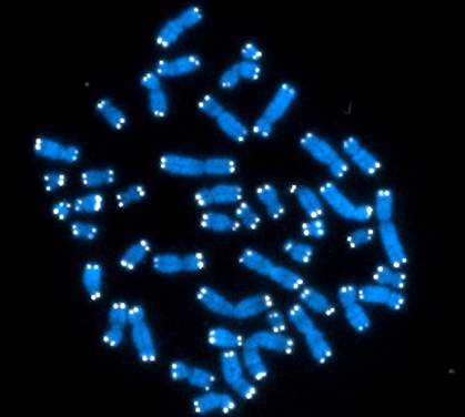 Blue chromosomes with white pinpoints at ends.