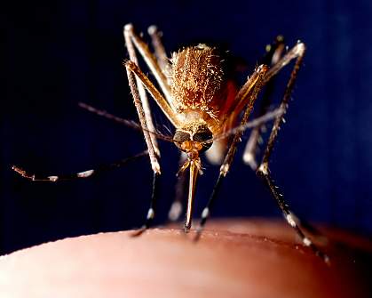 Photo of a mosquito feeding on finger