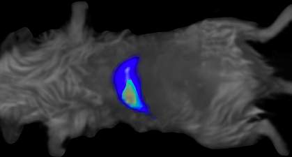 Image of mouse torso with glowing blue patch indicating the liver