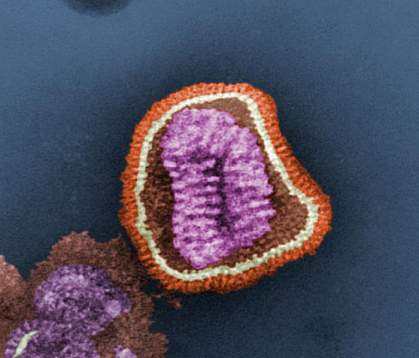 Electron micrograph image of an influenza virus