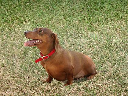 Photo of a dachshund