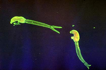 Image of long, glowing flatworms