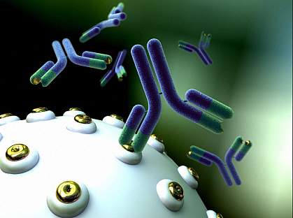 Computer graphic of antibodies binding to antigens