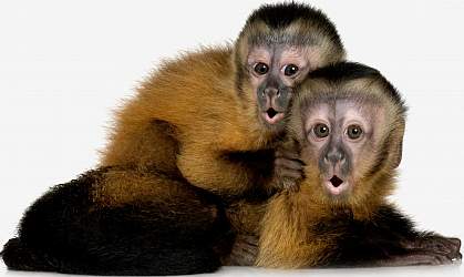 Photo of two capuchin monkeys