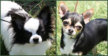 III. Common Chihuahua Coat Colors and Patterns