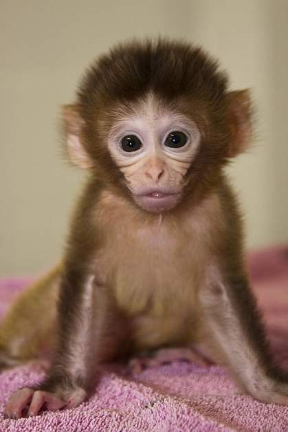 Photo of a baby monkey